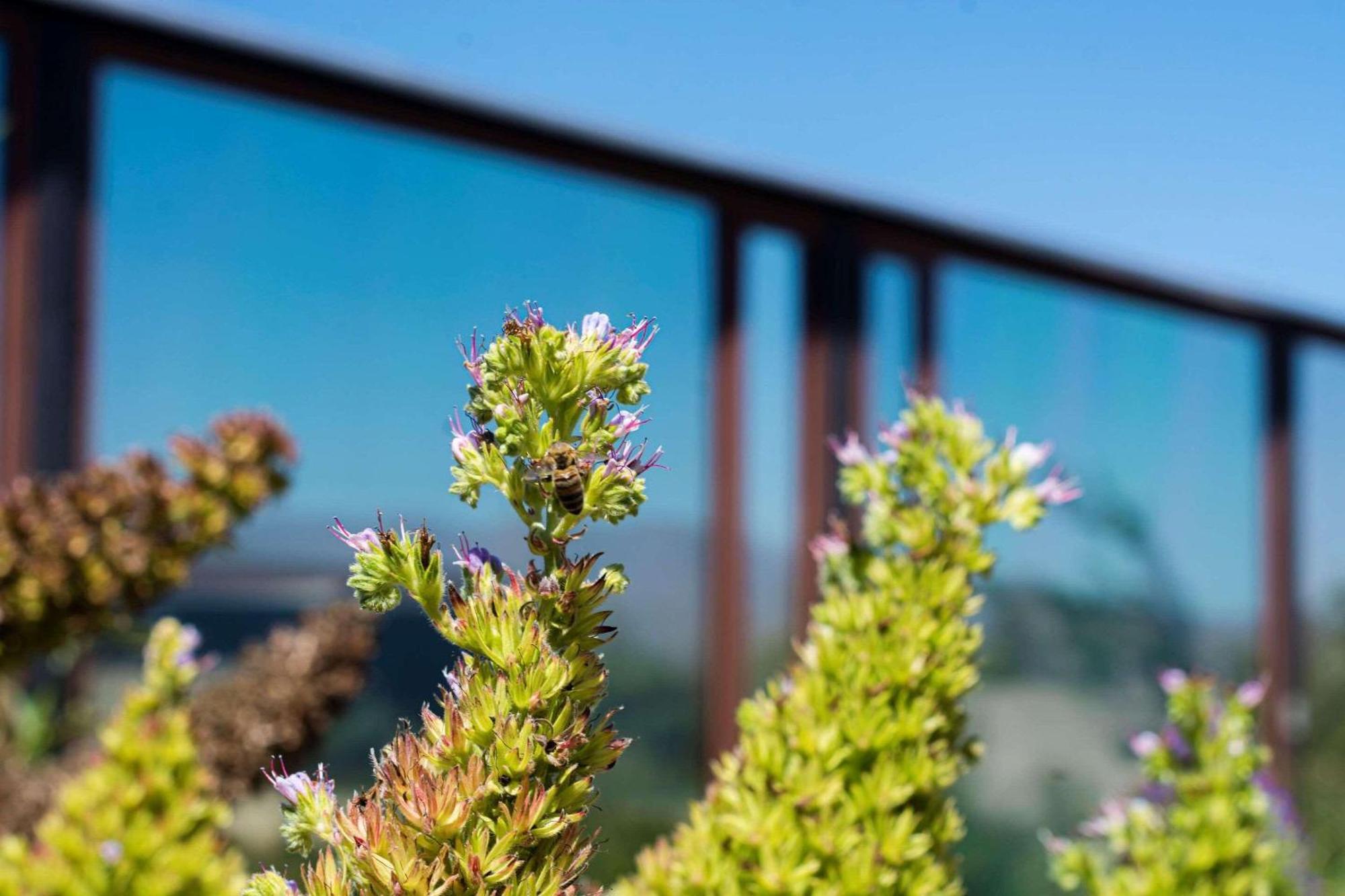 Park Inn By Radisson Los Olivos De Vallenar Eksteriør billede
